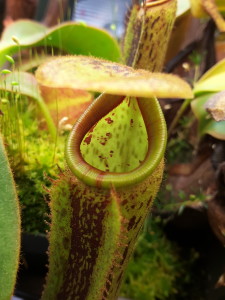 Nepenthes glandulifera x platychila with a fresh pitcher showing little color [Photo: March 19, 2016