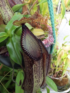 Awesome Nepenthes hamata in a ceramic planter on display at California Carnivores in Sebastopol, CA March 24, 2016
