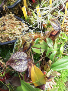 Mature Nepenthes hamata starting to vine, on display at California Carnivores in Sebastopol CA March 24, 2016.