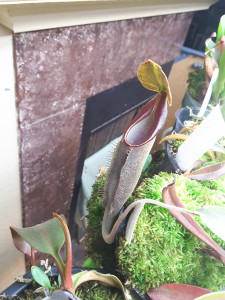 Nepenthes lingulata feb14-2016