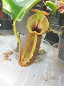Nepenthes robcantleyi feb15-2016