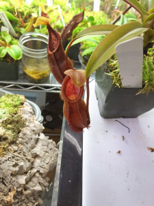 Nepenthes singalana x hamata red hairy feb25-2016