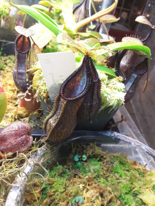 Nepenthes singalana x hamata2 nov5-2015