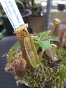 Close-up of N. glandulifera x robcantleyi pitcher grown as a low maintenance windowsill plant. [Photo: March 19, 2016]