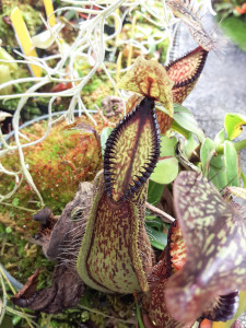 Another Nepenthes hamata at CC, March 24, 2016