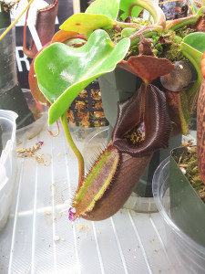 Same pitcher on N. robcantleyi now darkened . [Photo: March 12, 2016]