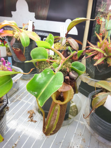 Nepenthes robcantleyi "King of Spades" x "Queen of Hearts" [Feb 15, 2016]