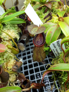 Nepenthes robcantleyi x hamata march9-2016