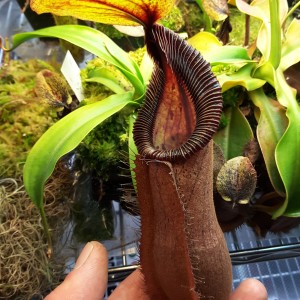 Nepenthes robcantleyi x hamata1 march14-2016