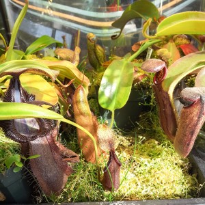 Nepenthes robcantleyi x hamata1 march15-2016