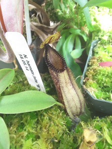 Nepenthes hamata (Site 'B') starting to get interesting. [Photo: April 27, 2016]