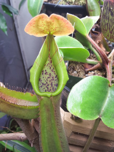 Nepenthes truncata, greenhouse bred seed grown plant from Exotica Plants AU [Photo: April 9, 2016