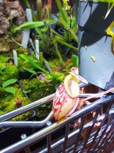 Nepenthes glabrata in the sun with its biggest pitcher so far. [Photo: May 18, 2016]