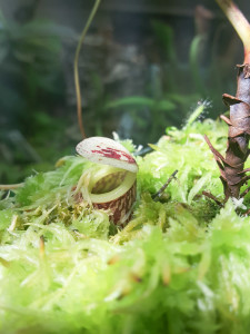 Nepenthes glabrata in the moss 5 18 2016