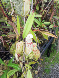 Nepenthes glabrata upper pitchers at California Carnivores in Sebastopol, CA [Photo May 21, 2016]