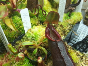 Nepenthes izumiae from EP with a young N. ephippiata from JH [Photo: July 8, 2016]